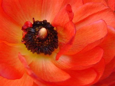Ranunculus asiaticus